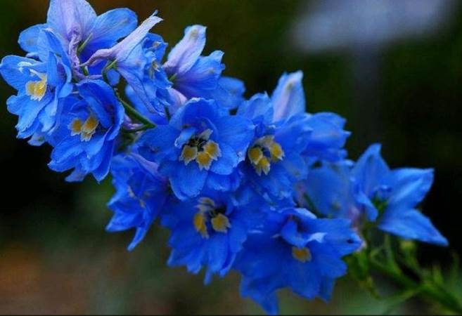 Blaue Blumen: Titel und Fotos. Wie man Blumen in Blau malen? 05