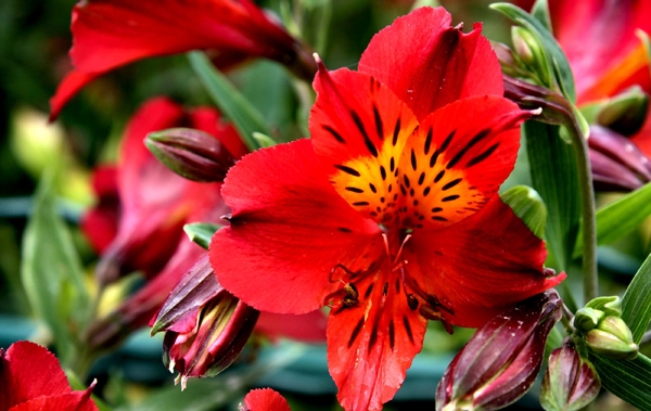 Blumen der roten Farbe. Beschreibung, Wert und beliebteste Arten 08