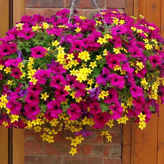 Jährliche und mehrjährige Blumen in der Hütte, blühen den ganzen Sommer 08