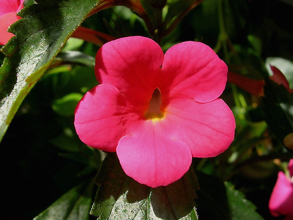 Rosa Farben: Was für den Garten wählen?? Rosa Farbfarben: Wert und Symbole 07