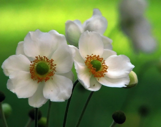 Weiße Farbenblumen. Namen, Beschreibungen und Fotos von weißen Farben 11