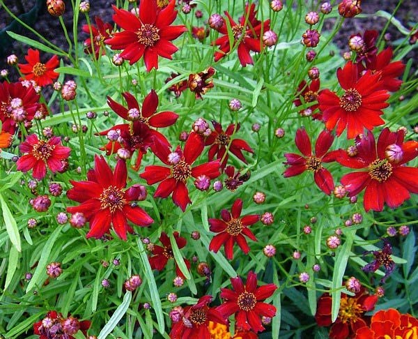 Blumen der roten Farbe. Beschreibung, Wert und beliebteste Arten 09