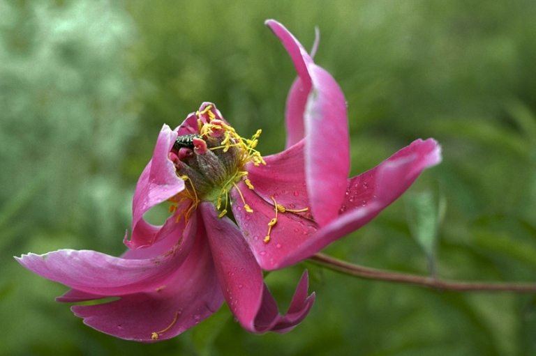 Für Pfingstrosen nach der Blüte kümmern 01