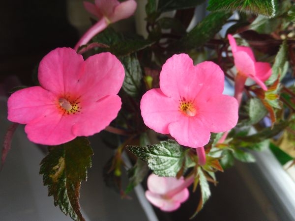 Rosa Farben: Was für den Garten wählen?? Rosa Farbfarben: Wert und Symbole 08