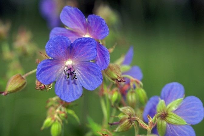 Blaue Blumen: Titel und Fotos. Wie man Blumen in Blau malen? 08