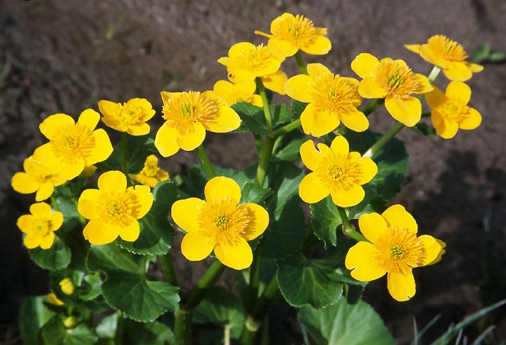 Blumen der gelben Farbe. Namen und Beschreibungen von Pflanzen mit gelben Blüten 10