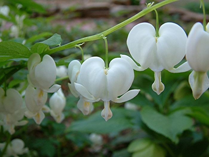 Weiße Farbenblumen. Namen, Beschreibungen und Fotos von weißen Farben 14