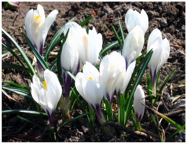 Weiße Farbenblumen. Namen, Beschreibungen und Fotos von weißen Farben 16