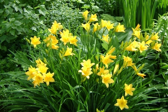 Blumen der gelben Farbe. Namen und Beschreibungen von Pflanzen mit gelben Blüten 12