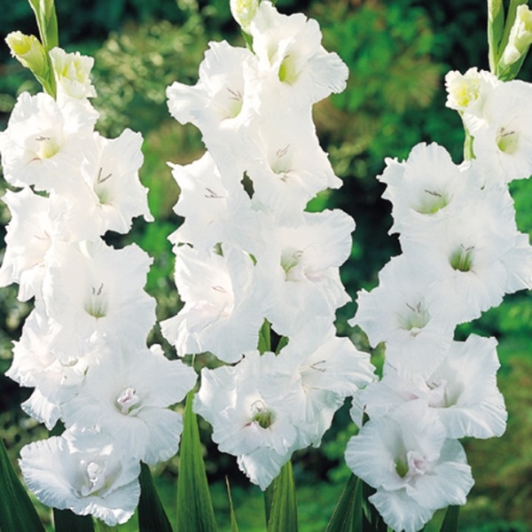 Weiße Farbenblumen. Namen, Beschreibungen und Fotos von weißen Farben 17