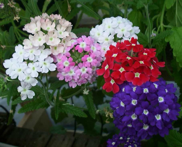 Verbena: Wachstum und Pflege. Anbau von Sämlingen Verbena: Grundprinzipien 01