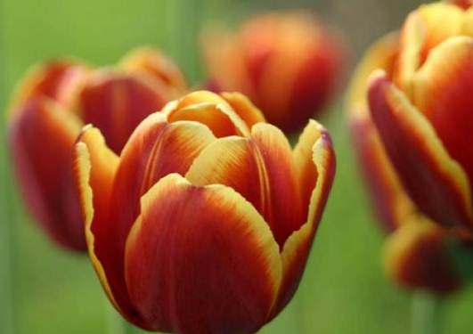 Tulpen zu Hause ziehen 01