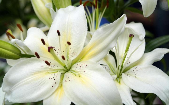 Weiße Farbenblumen. Namen, Beschreibungen und Fotos von weißen Farben 18