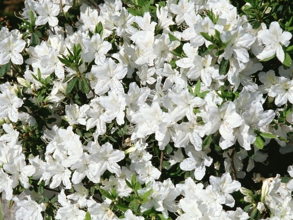 Weiße Farbenblumen. Namen, Beschreibungen und Fotos von weißen Farben 20