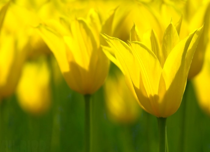 Blumen der gelben Farbe. Namen und Beschreibungen von Pflanzen mit gelben Blüten 15