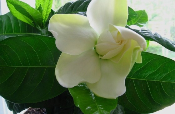 Gardenia Jasmin: Pflege zu Hause 01