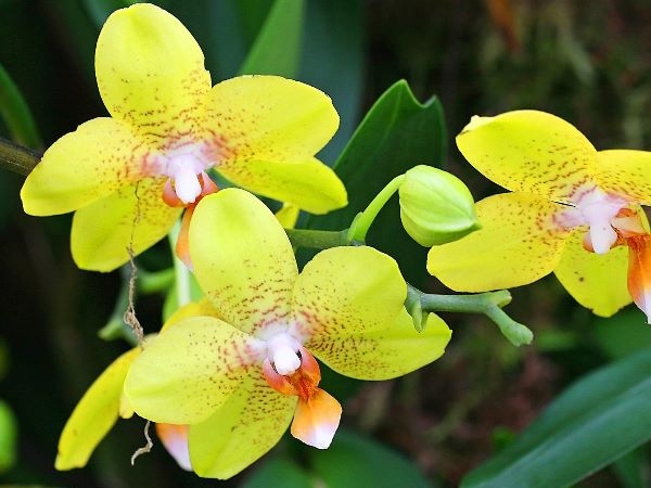 Blumen der gelben Farbe. Namen und Beschreibungen von Pflanzen mit gelben Blüten 16