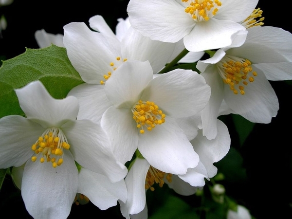 Weiße Farbenblumen. Namen, Beschreibungen und Fotos von weißen Farben 21