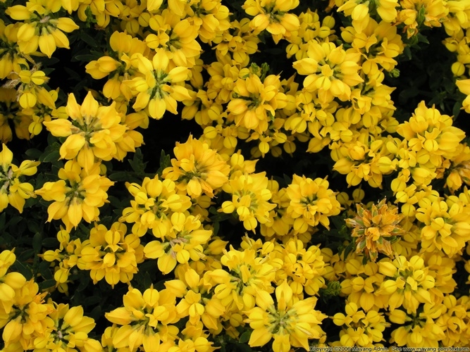 Blumen der gelben Farbe. Namen und Beschreibungen von Pflanzen mit gelben Blüten 18