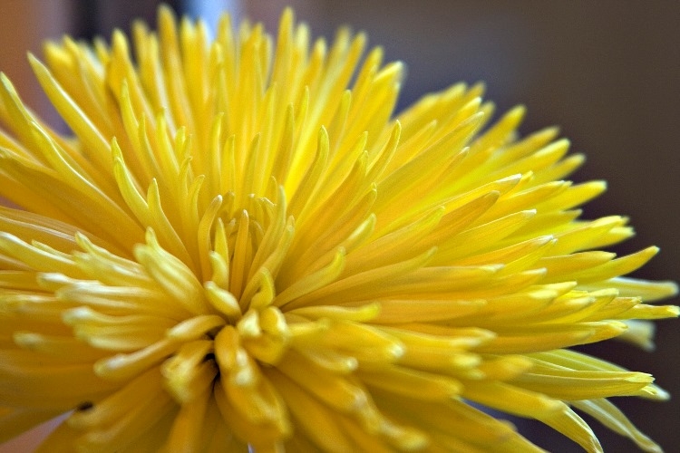 Blumen der gelben Farbe. Namen und Beschreibungen von Pflanzen mit gelben Blüten 19