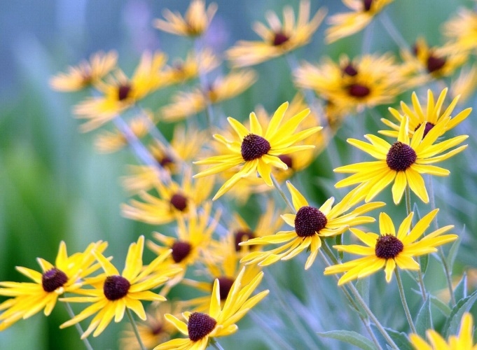 Blumen der gelben Farbe. Namen und Beschreibungen von Pflanzen mit gelben Blüten 21