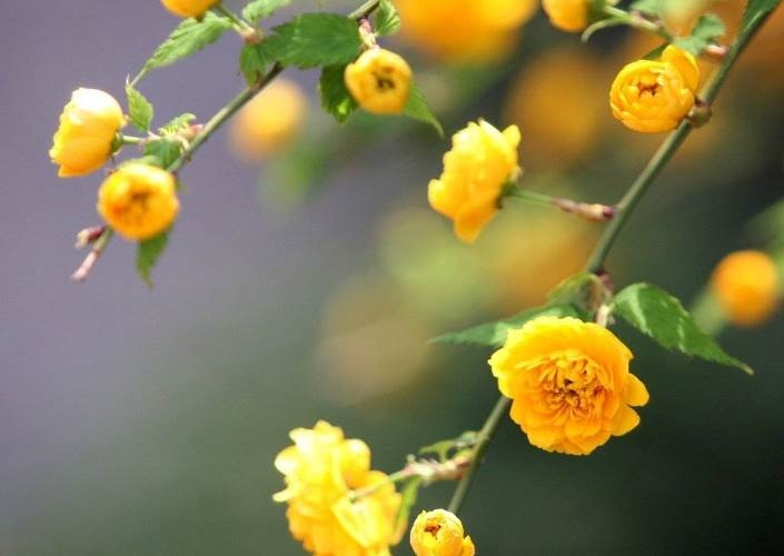 Blumen der gelben Farbe. Namen und Beschreibungen von Pflanzen mit gelben Blüten 22