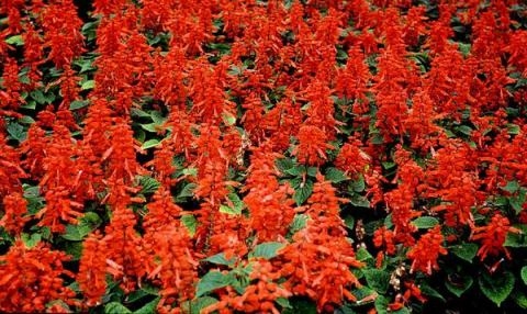 Wachsender Salbei (Salvia) 03