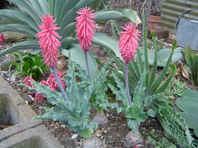 Winter Veltheimia 02