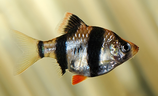 Barbus Aquarium Fischzucht und Kompatibilität mit anderen Fischen 02