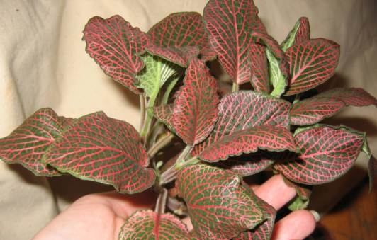 Fittonia: Home Care 02