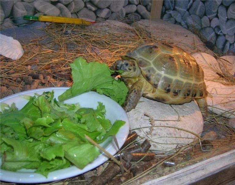 Als Turtles füttern? Diät nach Art der Schildkröten 01