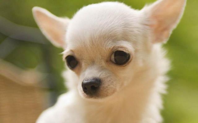 Als füttern Sie Chihuahua zu Hause? Füttern von Chihuahua: Grundregeln 01