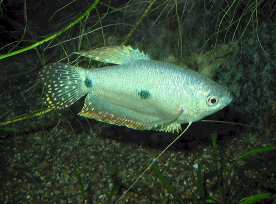 Fischgurats: Pflege und Inhalt, Kompatibilität mit anderen Fischen, Foto 03