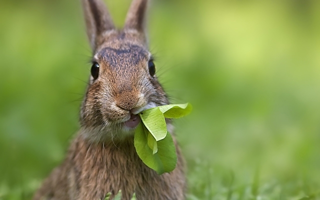 Als Kaninchen zu füttern? Was kann keine Kaninchen füttern?? 01