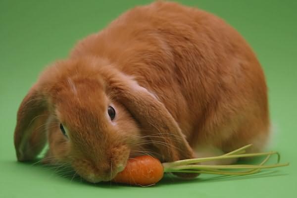 Als Kaninchen zu füttern? Was kann keine Kaninchen füttern?? 02