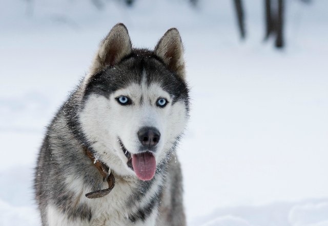 Als einen Hack zu füttern? Fütterung Welpen Husky und Erwachsener Hund. Pflege um Hülsen 02