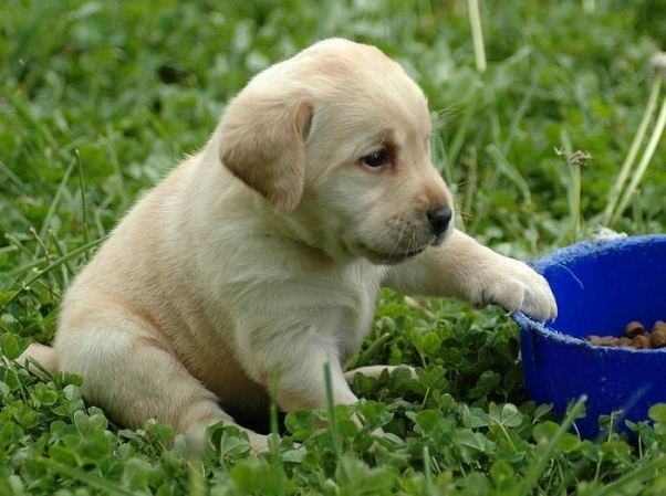 Als Labrador füttern? 02