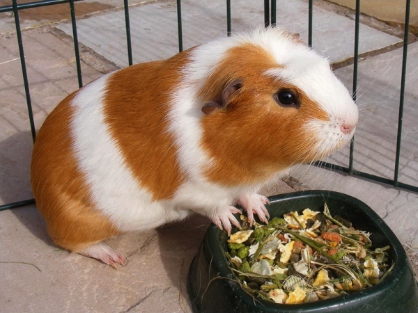 Als das Guinea-Schwein zuzuführen? So wählen Sie ein Haus für Guinea Pig aus? 02