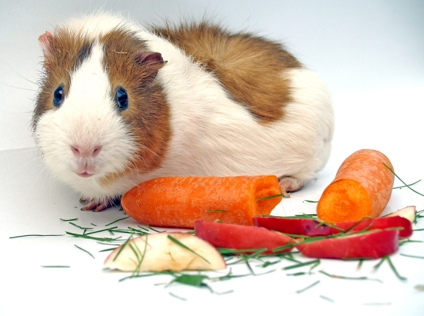 Als das Guinea-Schwein zuzuführen? So wählen Sie ein Haus für Guinea Pig aus? 03