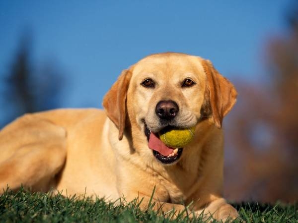 Als Labrador füttern? 03