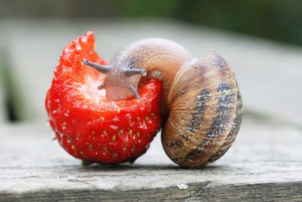 Diese Schnecken essen? Schneckendiät im natürlichen Lebensraum und in der Heimatumgebung 01