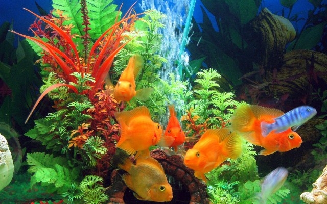 Was ist für das Home Aquarium erforderlich?? So wählen Sie Fisch für Aquarium aus? 02