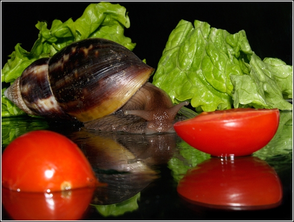 Diese Schnecken essen? Schneckendiät im natürlichen Lebensraum und in der Heimatumgebung 03