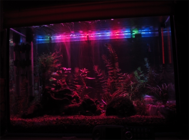 Was ist für das Home Aquarium erforderlich?? So wählen Sie Fisch für Aquarium aus? 04