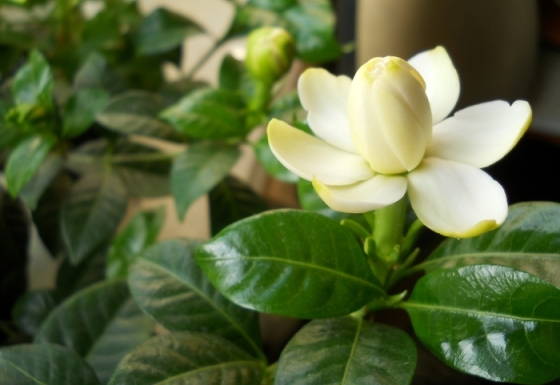 Gardenia Jasmin: Pflege zu Hause 03