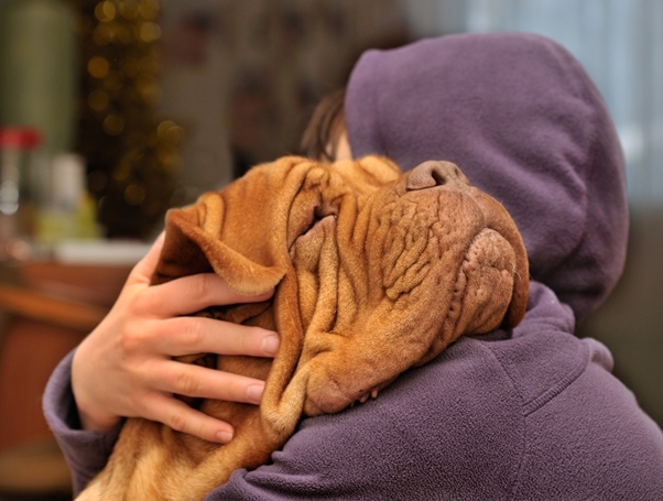 Was tun, wenn der Hund mit den Augen gefüttert wird? Ursachen, Behandlung und Grundlagen der Erste Hilfe 03