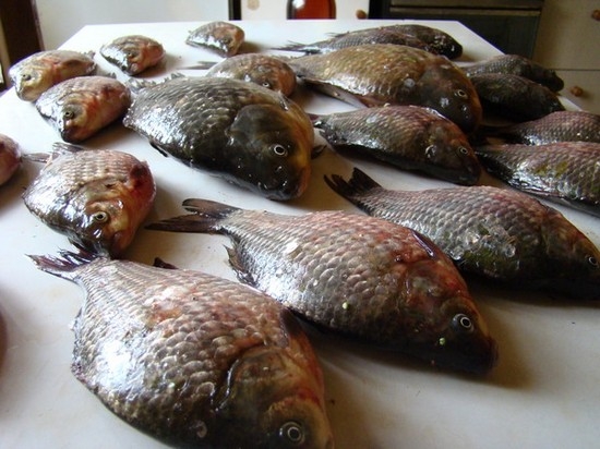 Crucian gebacken im Ofen mit Sauerrahm, Kartoffeln, Gemüse, Mayonnaise. Wie man Crucia in Folie bake, in der Hülse? 04