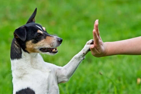 Chumka bei Hunden: Symptome und Behandlung 04