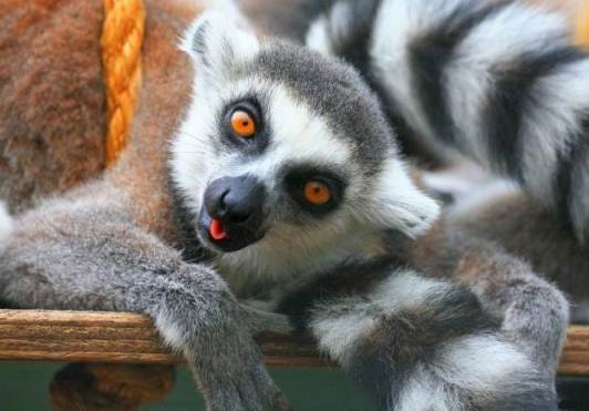 Hausgemachte Lemur. Lemur-Inhalt zu Hause 01