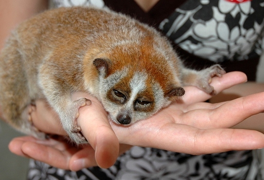 Hausgemachte Lemur. Lemur-Inhalt zu Hause 02